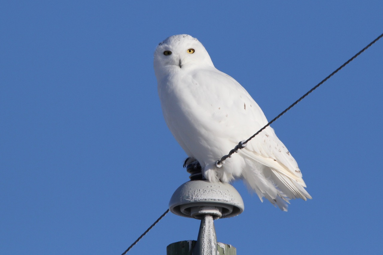 In Pursuit of Snowy Owls